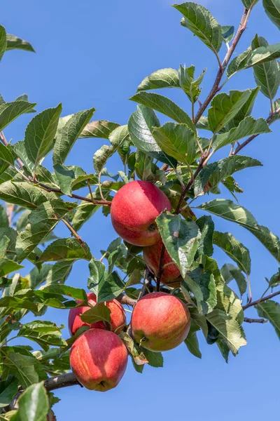 Manzana Madura Colgando Manzano Con Fondo Azul Del Cielo — Foto de Stock