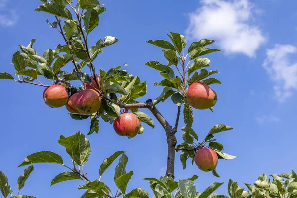 Reifer Apfel Hängt Apfelbaum Mit Blauem Himmel Hintergrund — Stockfoto