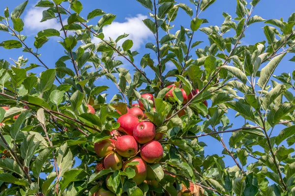 Reifer Apfel Hängt Apfelbaum Mit Blauem Himmel Hintergrund — Stockfoto