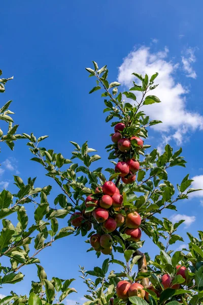 Reifer Apfel Hängt Apfelbaum Mit Blauem Himmel Hintergrund — Stockfoto