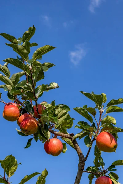 Reifer Apfel Hängt Apfelbaum Mit Blauem Himmel Hintergrund — Stockfoto