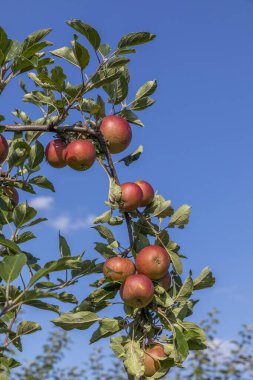 Elma ağacında sarkan olgun bir elma ve mavi bir arka plan.