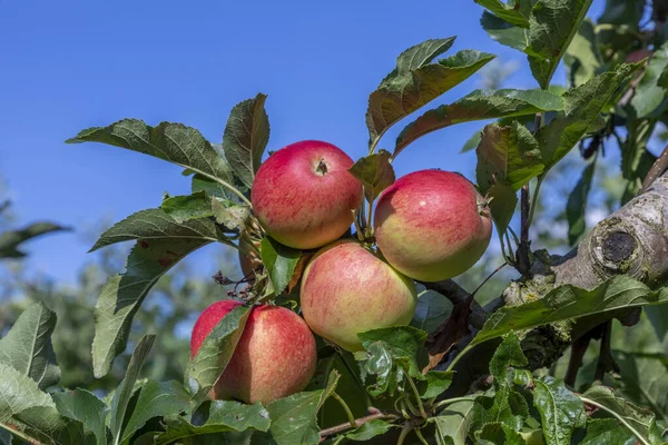 Dojrzałe Jabłko Wiszące Jabłoni Niebieskim Tle Nieba — Zdjęcie stockowe