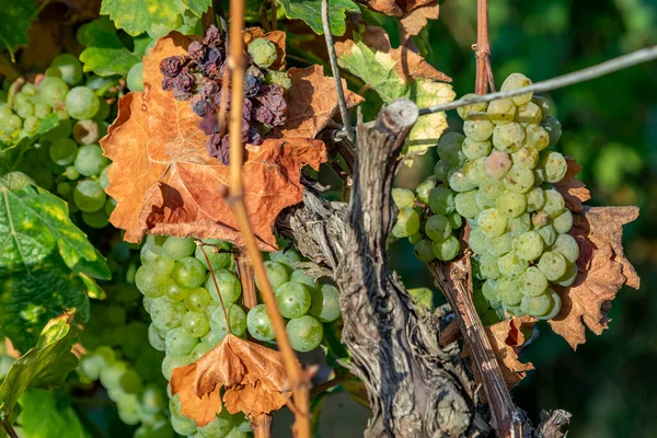 Almanya Nın Rheingau Bölgesindeki Üzüm Bağında Yetişen Sarmaşıktaki Yeşil Üzümlerin — Stok fotoğraf