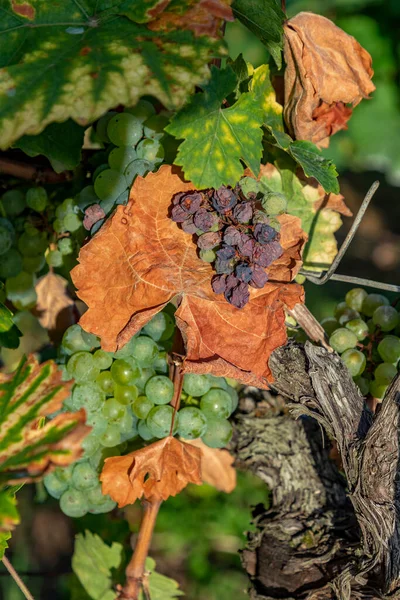 Almanya Nın Rheingau Bölgesindeki Üzüm Bağında Yetişen Sarmaşıktaki Yeşil Üzümlerin — Stok fotoğraf