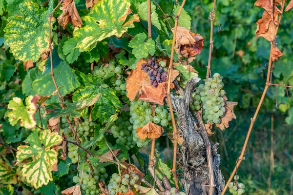 Almanya Nın Rheingau Bölgesindeki Üzüm Bağında Yetişen Sarmaşıktaki Yeşil Üzümlerin — Stok fotoğraf