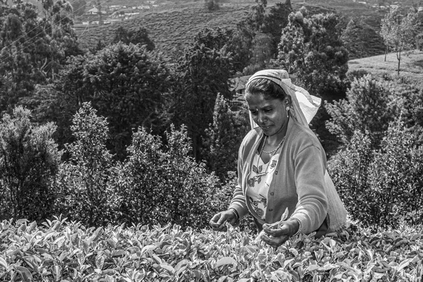 ヌワラエリヤ2005年8月14日 高地の茶畑で収穫 茶摘みは紅茶 ヌワラ エリヤ スリランカ — ストック写真