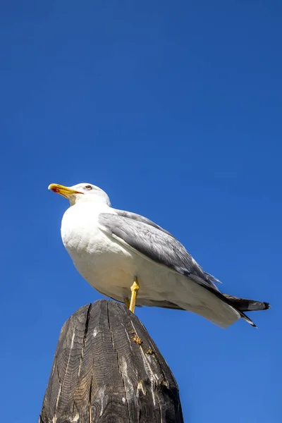 Fiskmås Sitter Pelare Blå Himmel Venedig — Stockfoto