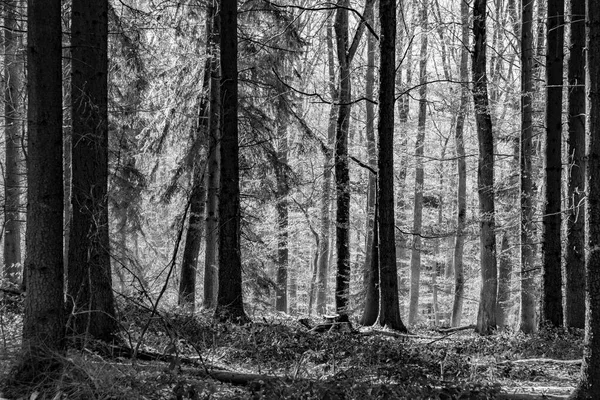 Güzel Donmuş Yol Kış Kırsalında Güneşin Doğuşundaki Güzel Orman — Stok fotoğraf