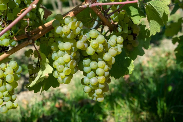 Uvas Verdes Maduras Riesling Vinha Detalhe — Fotografia de Stock
