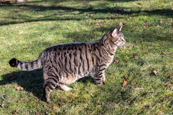 Chat Domestique Dans Jardin Regardant Quartier — Photo