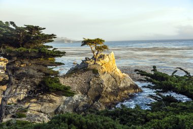lonely cypress tree in California clipart