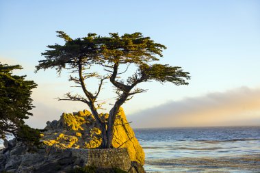 California yalnız selvi ağacı