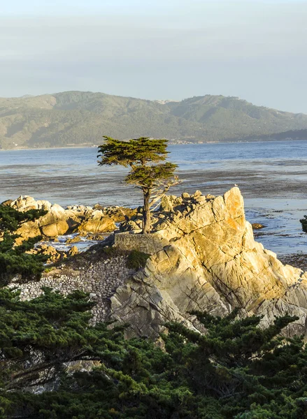 California yalnız selvi ağacı — Stok fotoğraf