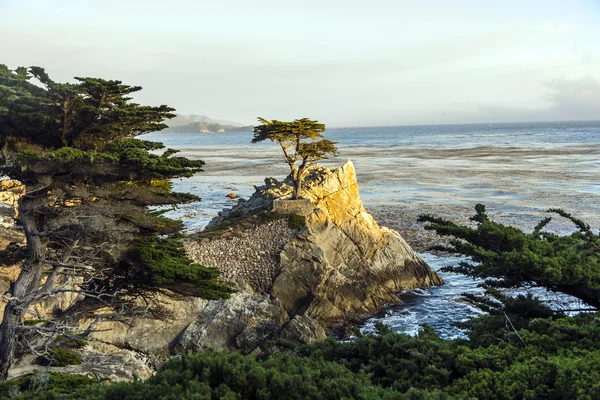 California yalnız selvi ağacı — Stok fotoğraf