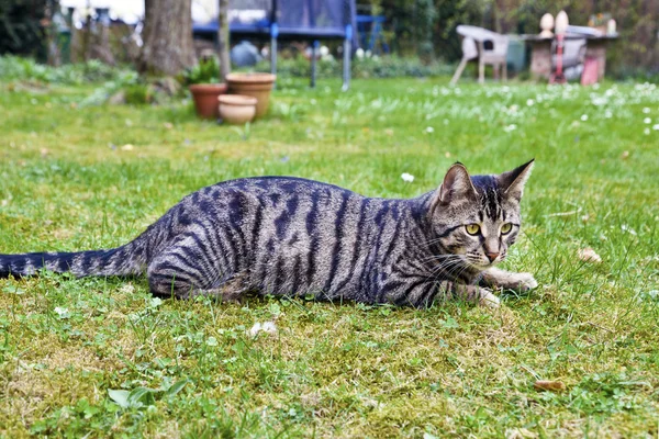 Gato bonito no jardim na grama verde — Fotografia de Stock