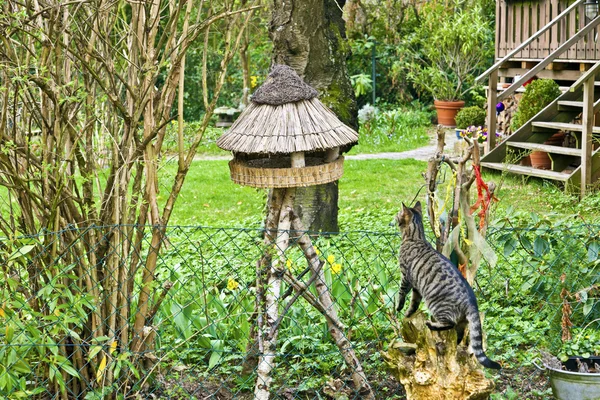 Carino gatto in giardino in erba verde — Foto Stock