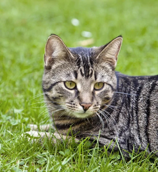 Lindo gato acostado en la hierba del jardín — Foto de Stock