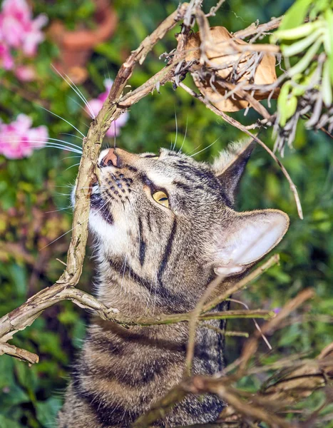 Gato está caçando no jardim — Fotografia de Stock