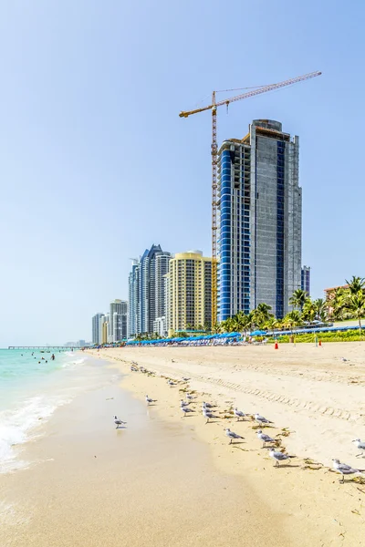 Beach in Miami with skyscrapers and birds — Stock Photo, Image