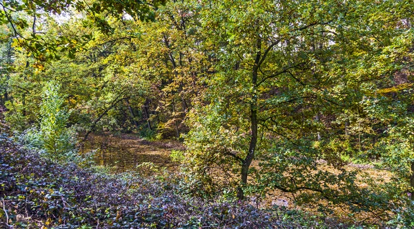 明るい日差しの中で秋の森 — ストック写真