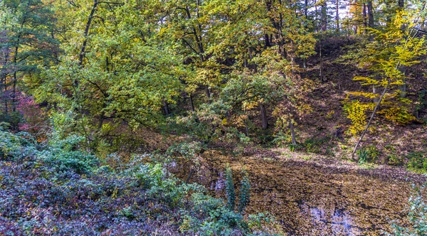 Forêt d'automne au soleil éclatant — Photo