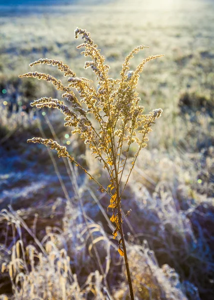 Bevroren planten in weide in de winter — Stockfoto