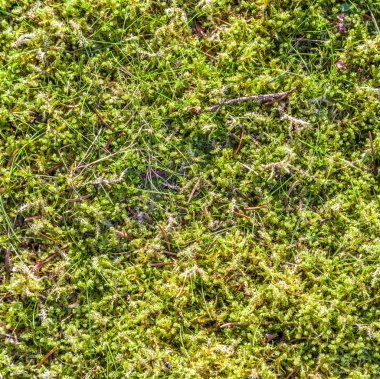 Yeşil yosun arkaplanı 