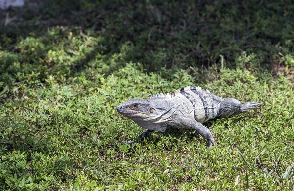 Wild big lizard — Stock Photo, Image