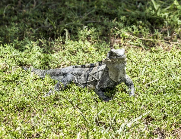 Grand lézard sauvage — Photo