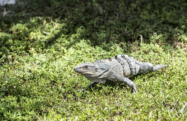 Wild big lizard — Stock Photo, Image