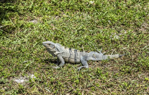 Lagarto grande selvagem — Fotografia de Stock