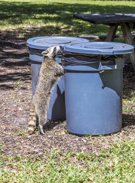 Hungry raccoon searching for food — Stock Photo, Image