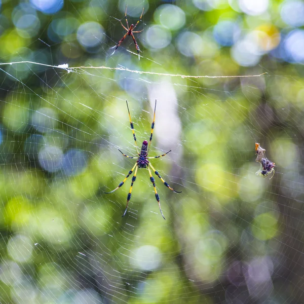 木材的巨型蜘蛛金球织布工或香蕉蜘蛛 — 图库照片