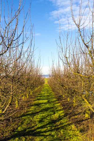 Apfelbaumreihen — Stockfoto