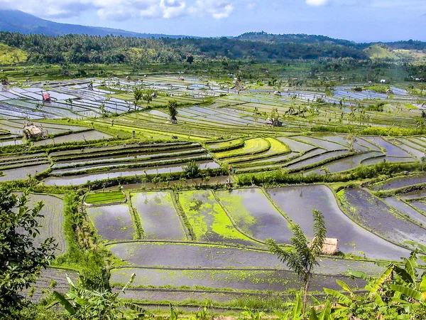 Rijstterrassen in Bali — Stockfoto