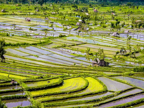 Rice terraces in Bali — Stock Photo, Image