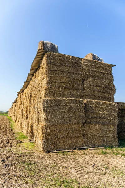 Baal stro in najaar in intensieve kleuren — Stockfoto