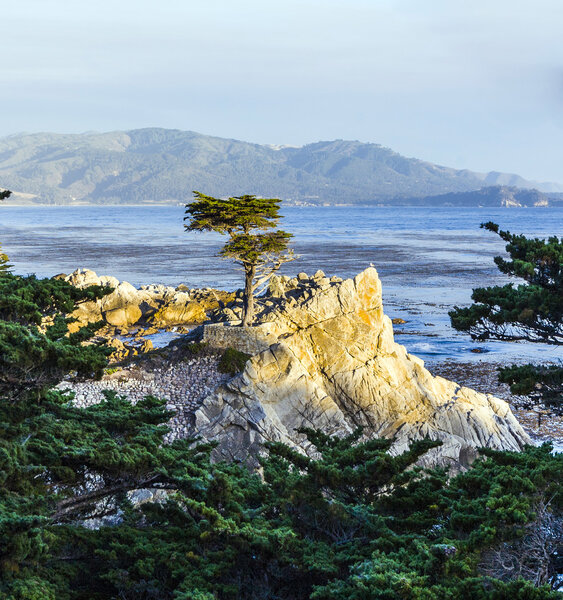 Cypress at the coastline