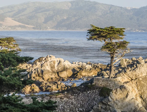 Cyprès à la côteCypress op de kust — Stockfoto