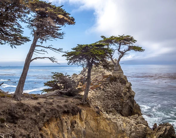 Vedere singuratică a copacului Cypress de-a lungul faimosului 17 Mile Drive din Monterey — Fotografie, imagine de stoc