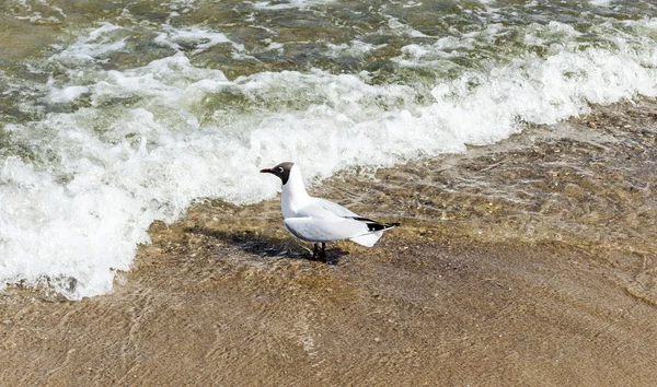 Vogel op het strand — Stockfoto