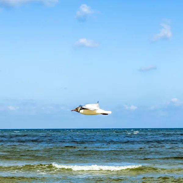 Vogels vliegen op het strand — Stockfoto