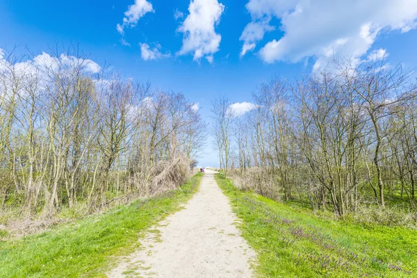 Levee with sandy path to beach at baltic sea — Stock Photo, Image