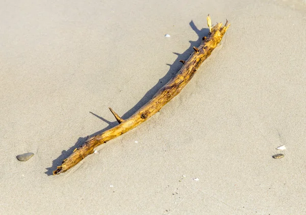 Racine en bois pourrie à la plage — Photo