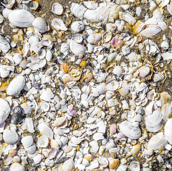 Patrón de conchas en el agua en la playa de arena — Foto de Stock