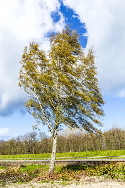 Betulla in Usedom presso l'argine — Foto Stock