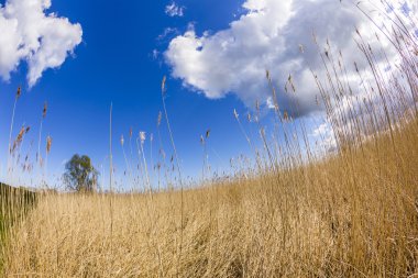 Zinnowitz Usedom adasında, Achterwasser