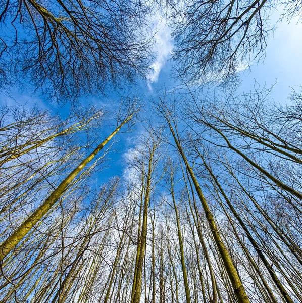 Coronas de árboles de primavera en el cielo azul profundo —  Fotos de Stock