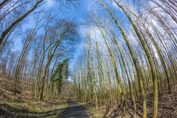 Couronnes d'arbres de printemps sur ciel bleu profond — Photo